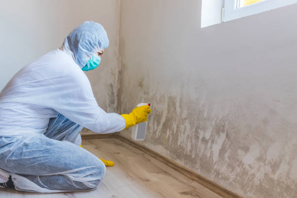 Licensed Mold Testing service in Woodland, NC - WQB Mold Removal